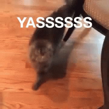 yas cat gif yas cat discover & share gifs tenor?itemid=10749333 yas cat gif yas cat discover & share gifs